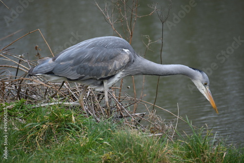 Grey Heron Stalking Prey