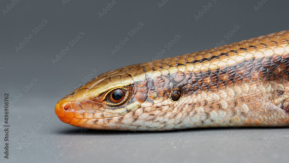 close up of a lizard close up of a lizard