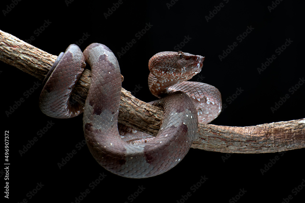 Obraz premium Flat nose pit viper coiled around a branch