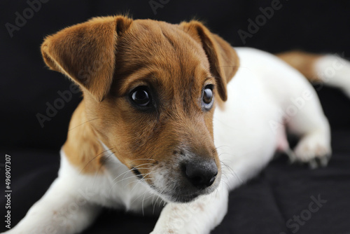Jack Russell Terrier. Cute three-month puppy. Black background. Selective focus
