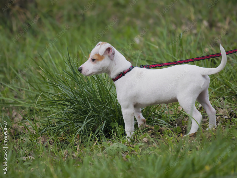 Close-up of an adorable Jack Russell terrier puppy playing in the grass