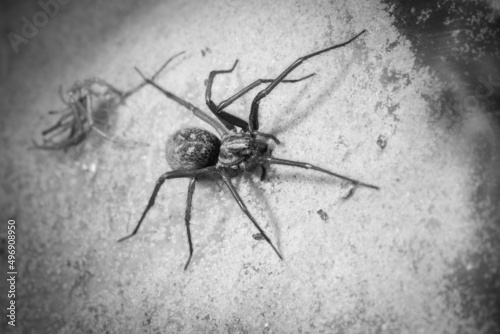 Tegenaria domestica - Barn funnel weaver - domestic house spider