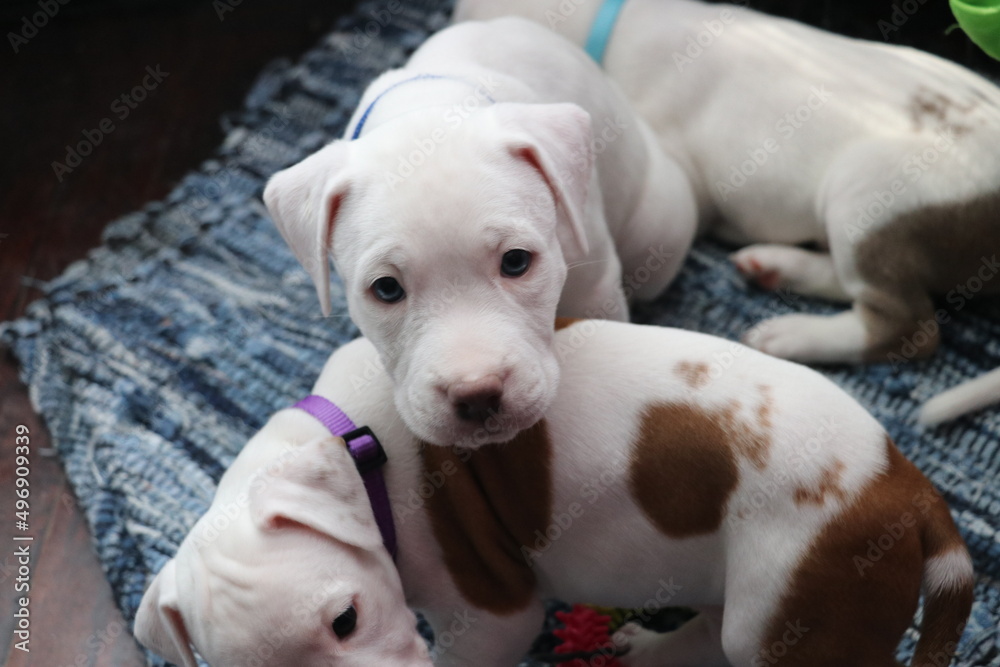 Pitbull Pups Pitbull Pups