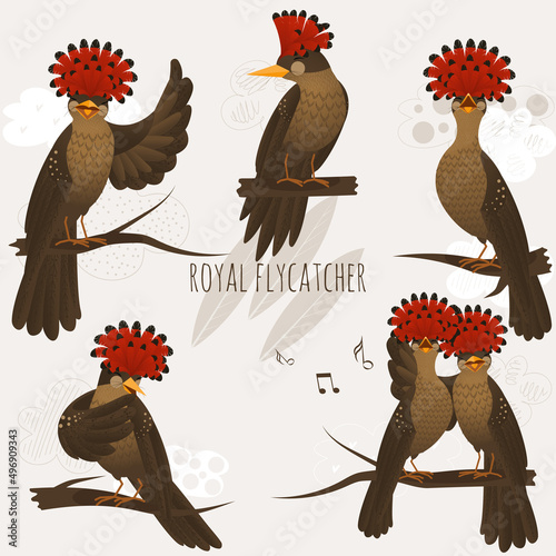 A set of royal flycatcher birds on light background in flat style. Cartoon hand drawn vector illustration of birds photo