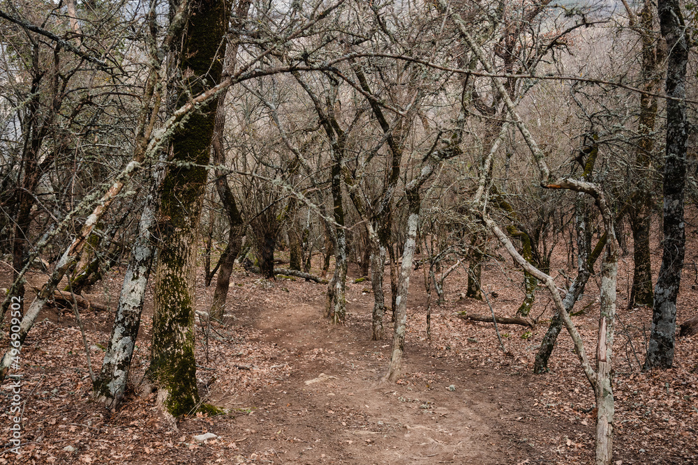 Forest at foot of Ilyas-Kaya Mountain. Crimea Forest at foot of Ilyas-Kaya Mountain. Crimea