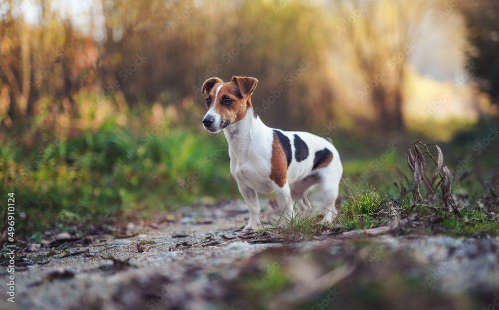 Small Jack Russell terrier standing on meadow or country road blurred trees background Small Jack Russell terrier standing on meadow or country road blurred trees background