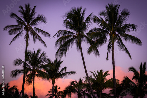 Silhouette of palm trees at sunset against a background of glowing purple and pink clouds - concepts of tropical, vacation, holiday, travel, tourism