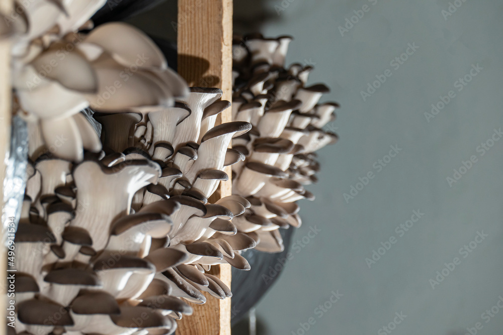 Oyster mushroom growing in the greenhouse. Organic vegetables concept. Fresh healthy oyster mushrooms. Mushrooms growing in the greenhouse. Organic vegetables. Oyster mushroom growing in the greenhouse. Organic vegetables concept. Fresh healthy oyster mushrooms. Mushrooms growing in the greenhouse. Organic vegetables.
