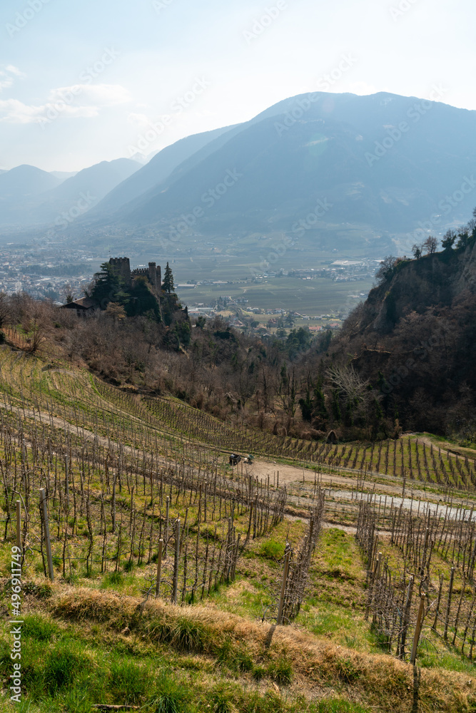 Fototapeta premium Apfelanbau in Meran, Südtirol, Dolomiten