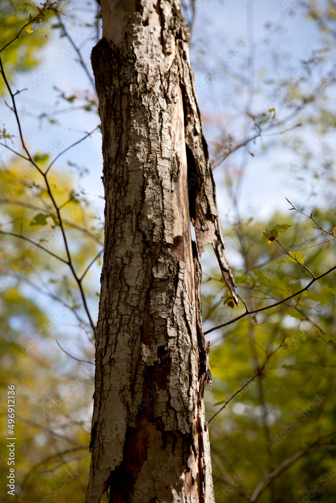 Obraz premium Various tree trunks shot along a hiking trail in Ontario.
