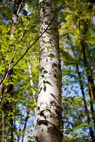 Various tree trunks shot along a hiking trail in Ontario.