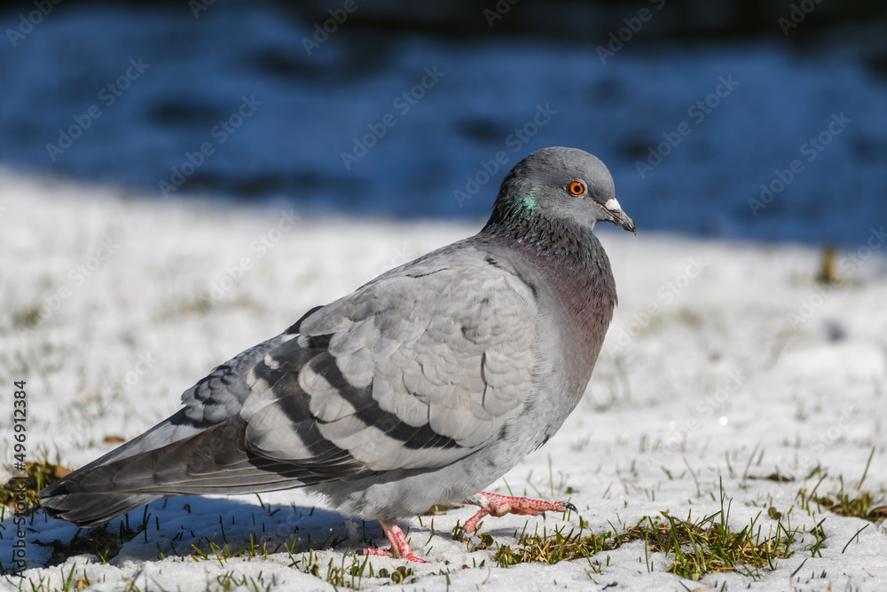Domestic pigeon bird. Columba livia domestica. Domestic pigeon bird. Columba livia domestica.