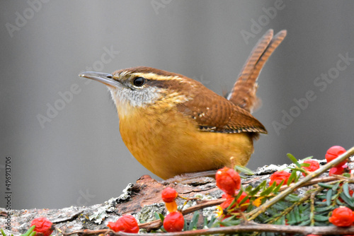 Carolina Wren in profile.