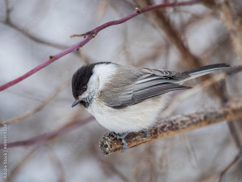 Fototapeta premium Cute bird the willow tit, song bird sitting on a branch without leaves in the winter.