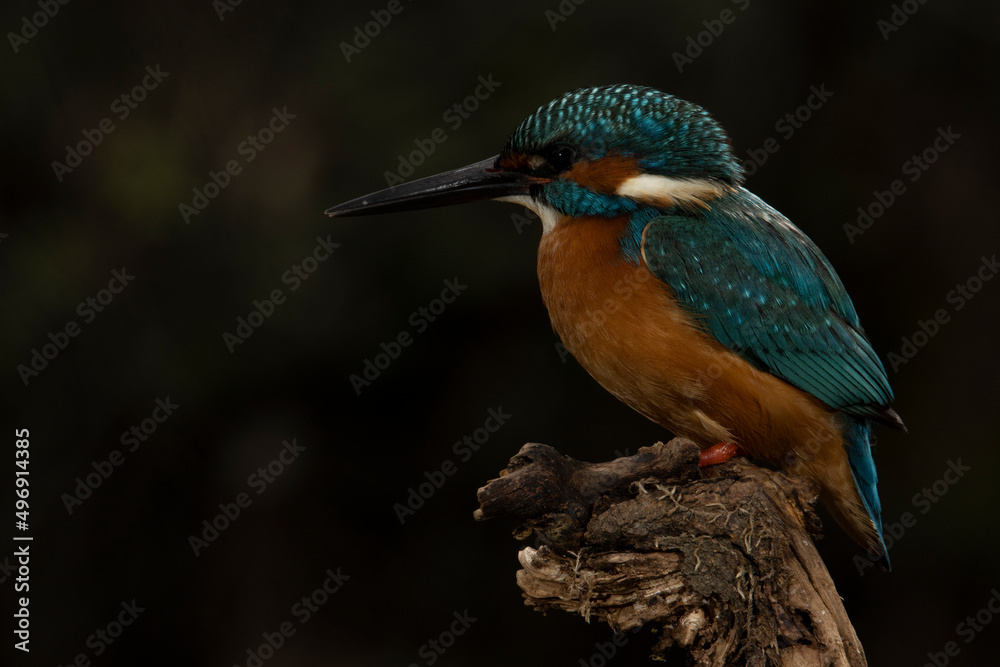 Kingfisher on his perch waiting to launch his prey selective focus Kingfisher on his perch waiting to launch his prey selective focus