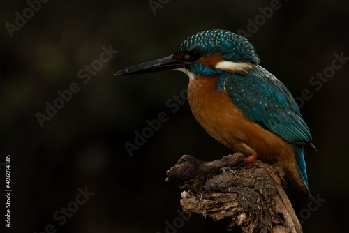 Kingfisher on his perch waiting to launch his prey selective focus © FranLeón