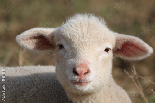 young sheep looking at the camera, free in the field.