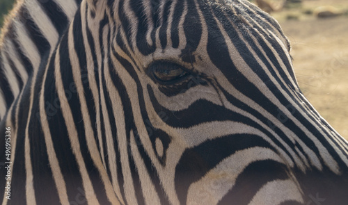 Side view of a zebra's face. Close-up portrait of a zebra. Black and white stripes on the skin of a zebra.