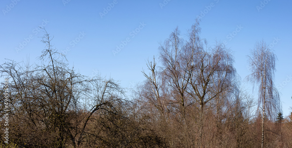 Trees without leafs in a city park during a sunny winter day. Trees without leafs in a city park during a sunny winter day.