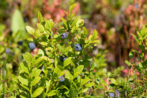 Blueberry bush with ripe berries close up