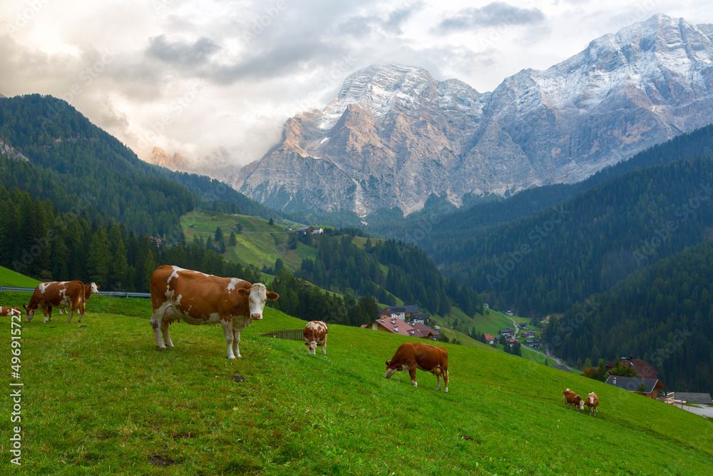 Herd of cows in a meadow in the Alps on summer day , Italy
