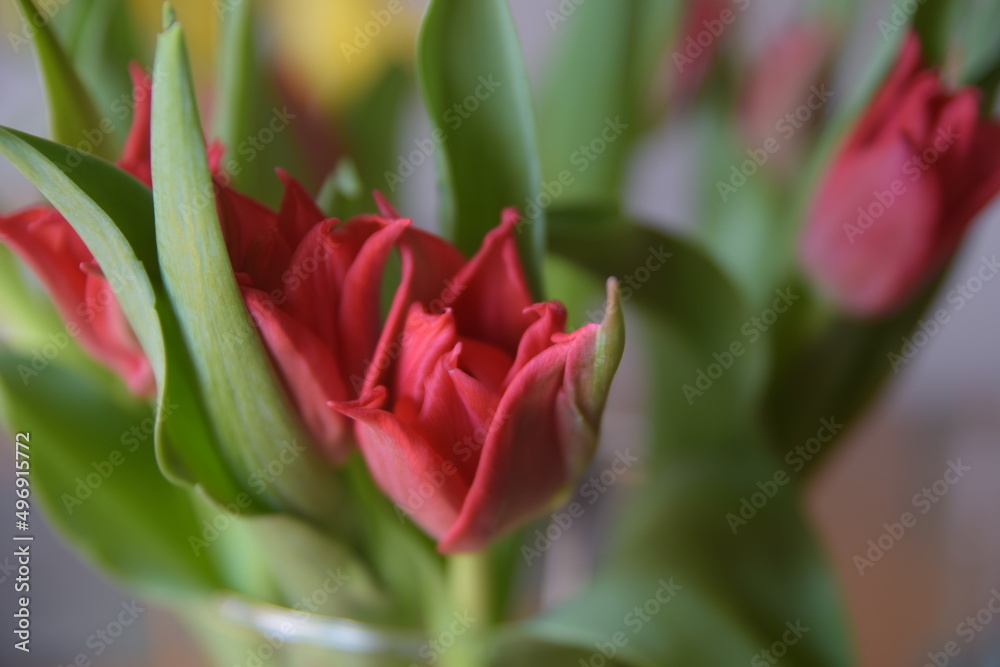 Naklejka premium rote Tuöpen