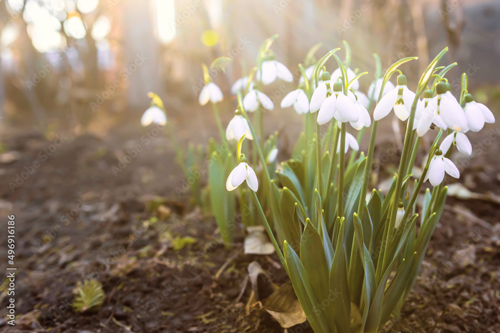 Fototapeta premium snowdrops, spring,flowering