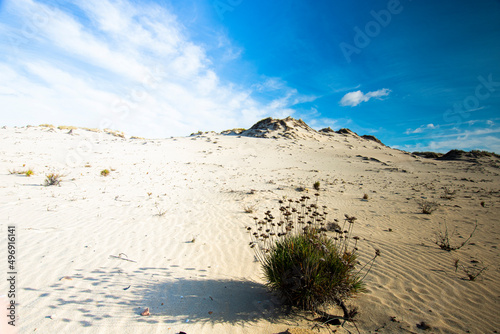 Landscape of the National Park of Donana, Andalusia, Spain. photo