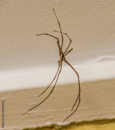 Web Casting Spider