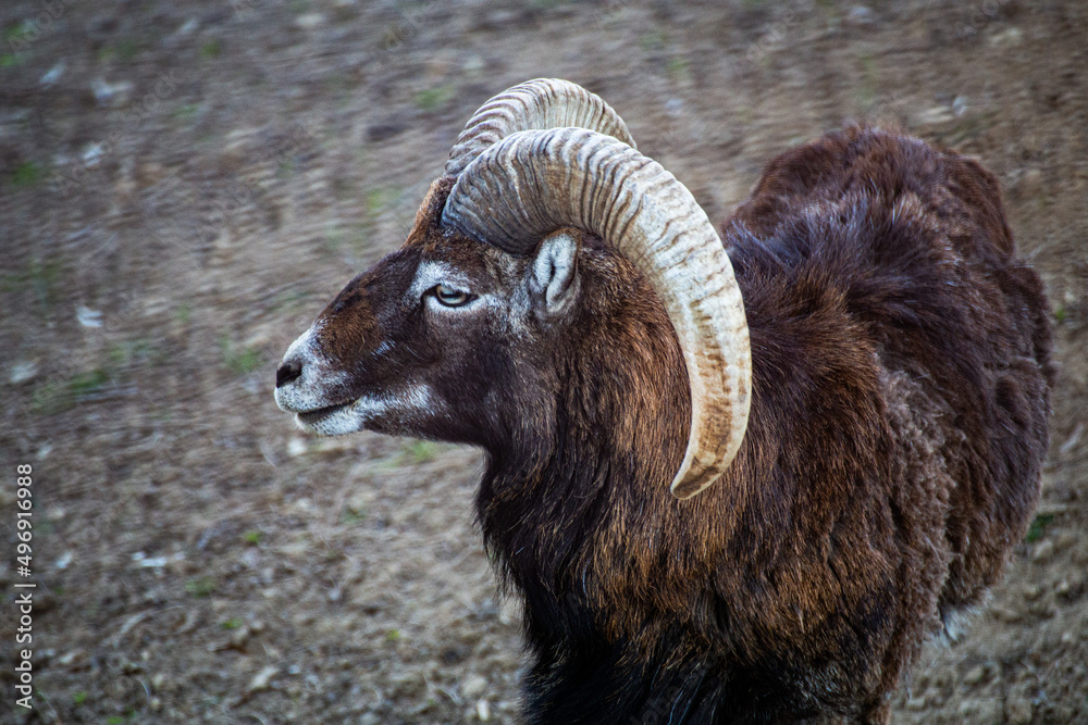 sheep sheep