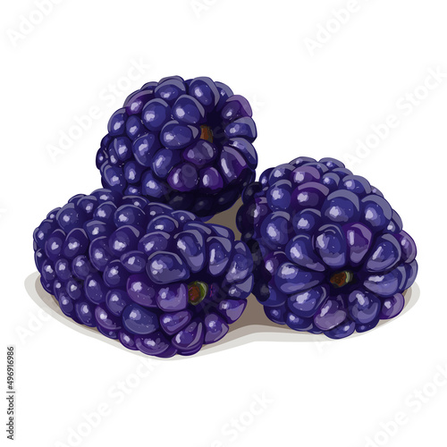 Three realistic blackberries isolated on white background. Vector Illustration.