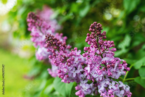 Lilac flowers bloom  natural spring background