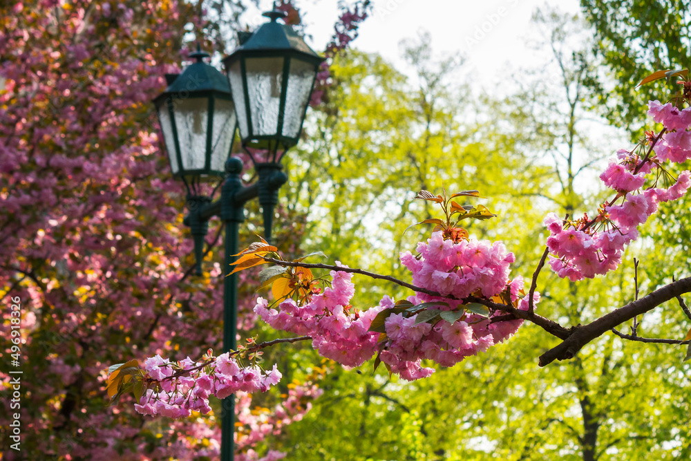 park lantern in cherry blossom. wonderful urban scenery in spring. hanami season in ukraine