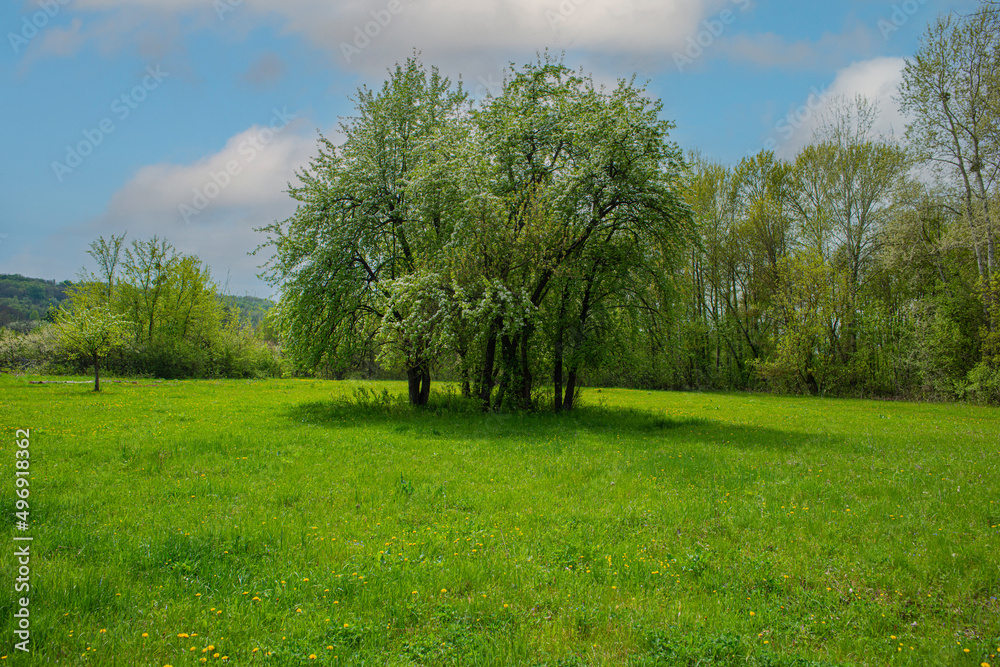 Blooming pear trees on a sunny afternoon meadow. Blooming pear trees on a sunny afternoon meadow.