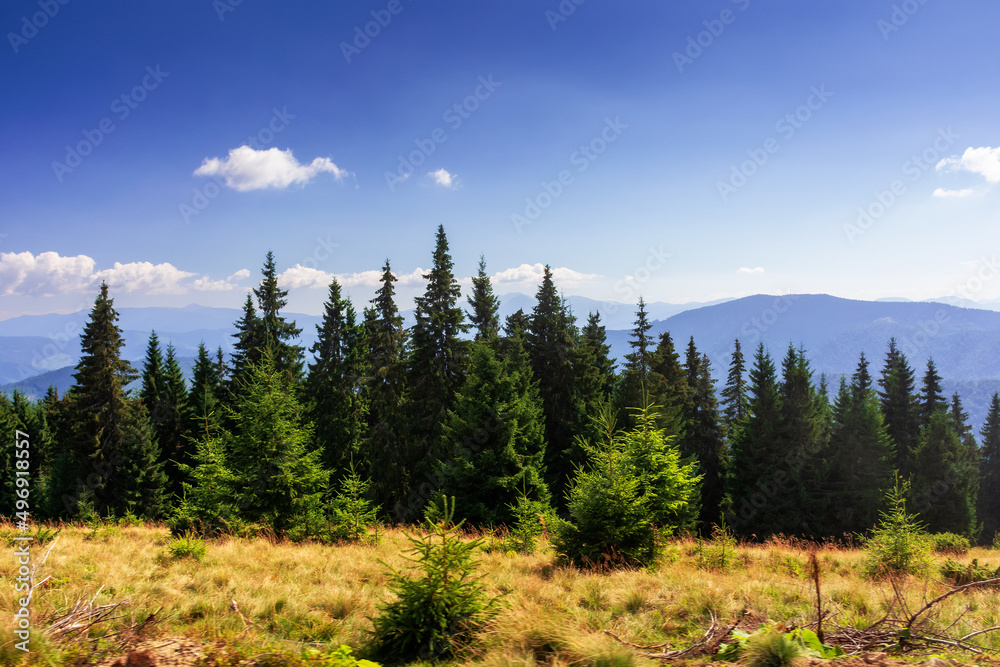 custom made wallpaper toronto digitalcarpathian mountain landscape on a summer afternoon. row of spruce trees on the grassy meadow. chornohora ridge in the distance beneath an almost clear sky