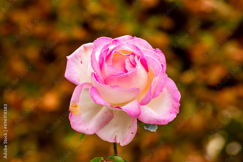 Blooming pink rose in Volksgarten park, Vienna, Austria Blooming pink rose in Volksgarten park, Vienna, Austria