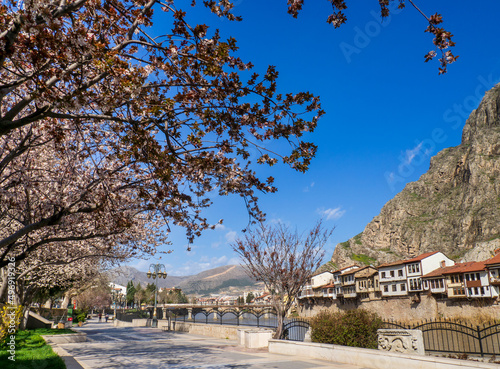cherry blossom in the Amasya city