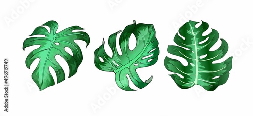 Monstera Deliciosa Three Leaf Set Monstera Deliciosa, set of three green leaves on a white background, design element for cards, leaflets, banners