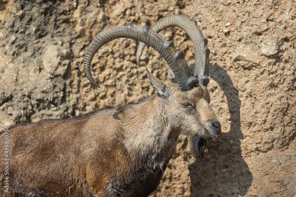 An ibex struts over hill and dale here. It is also called Capra Nubiana. A truly beautiful and majestic creature. An ibex struts over hill and dale here. It is also called Capra Nubiana. A truly beautiful and majestic creature.