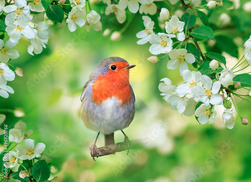 Photo small bright bird robin sits surrounded by flowering apple branches in a spring