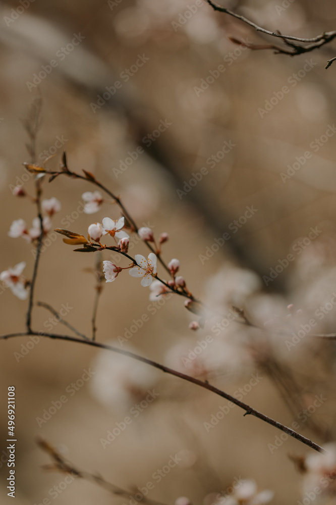 Detailed view of spring blooming trees Detailed view of spring blooming trees