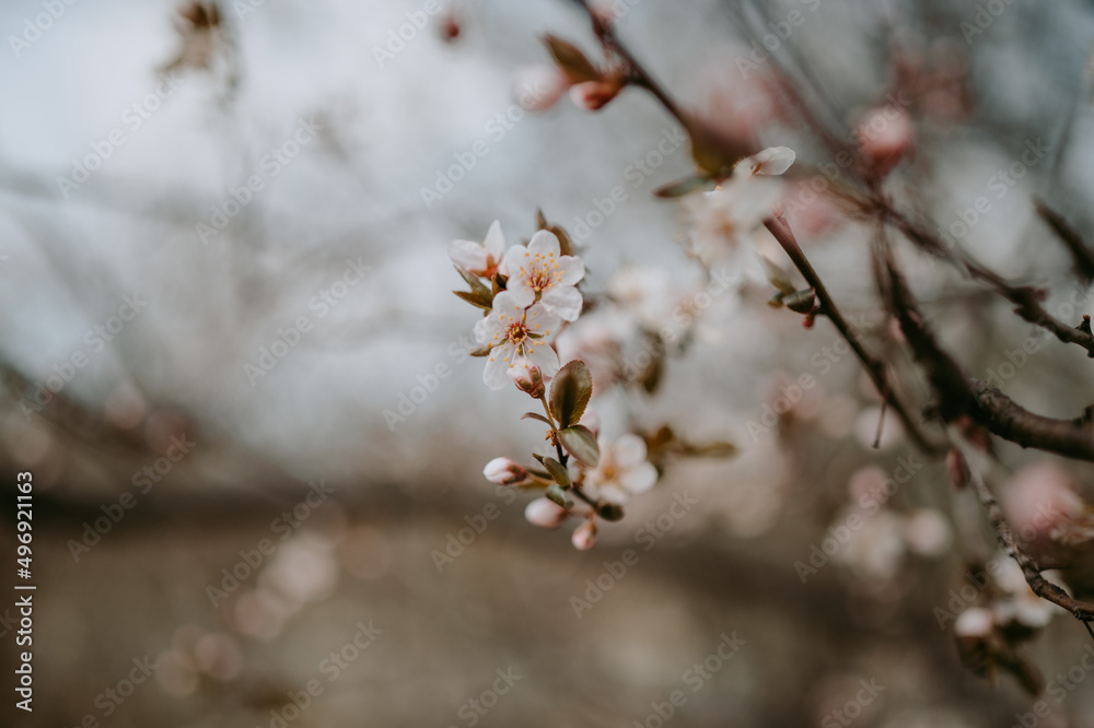 Detailed view of spring blooming trees Detailed view of spring blooming trees