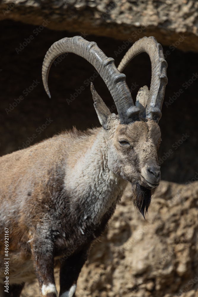 An ibex struts over hill and dale here. It is also called Capra Nubiana. A truly beautiful and majestic creature.