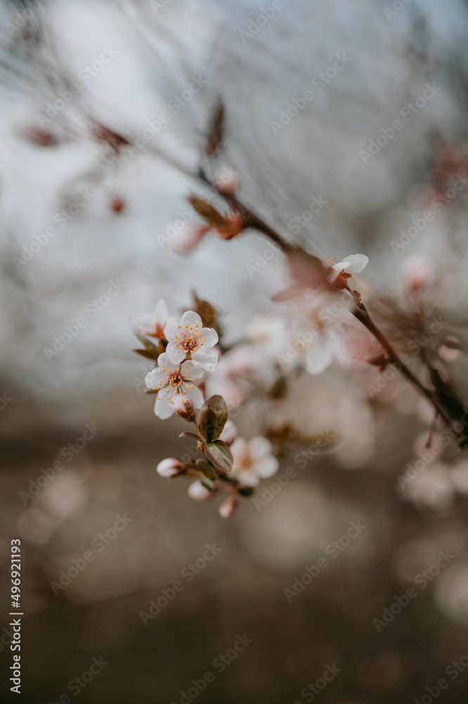 Detailed view of spring blooming trees Detailed view of spring blooming trees