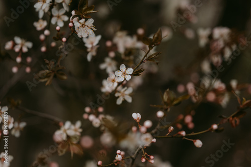 Detailed view of spring blooming trees 