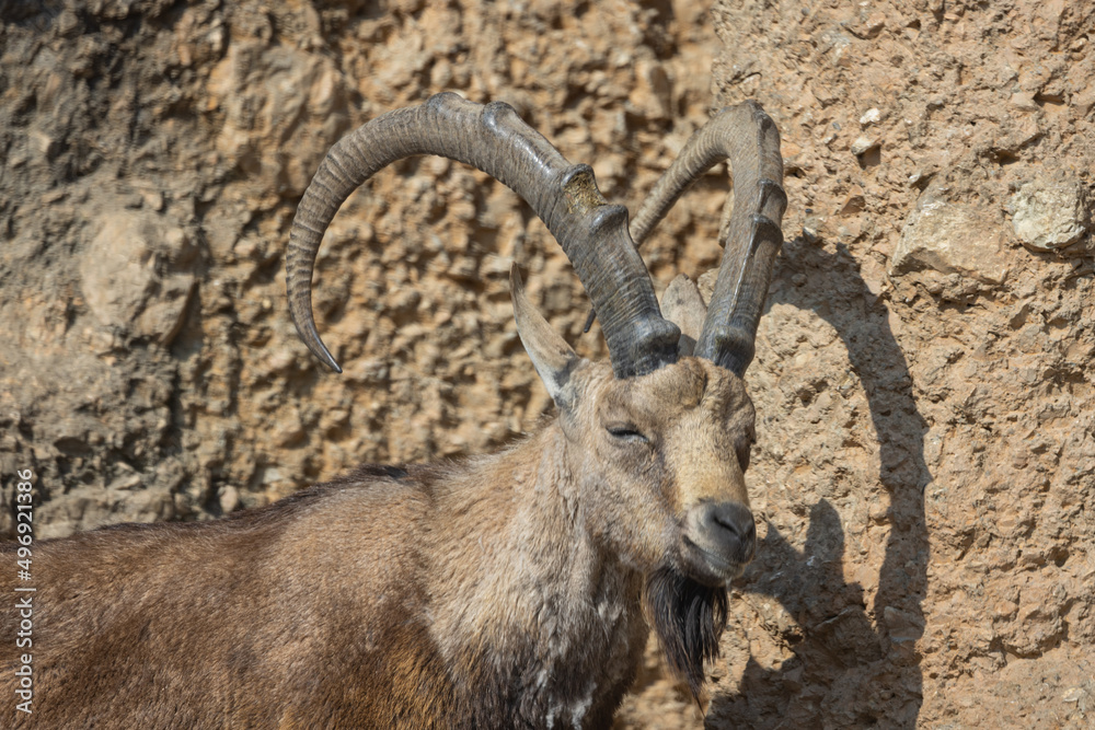 An ibex, also called Capra Nubiana, climbs steep cliffs as if it were no problem. Such a beautiful and powerful animal that often occurs in the Alps. An ibex, also called Capra Nubiana, climbs steep cliffs as if it were no problem. Such a beautiful and powerful animal that often occurs in the Alps.
