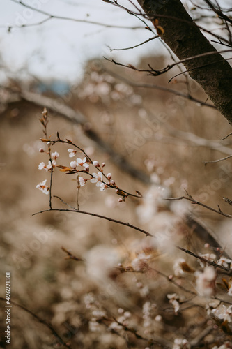 Detailed view of spring blooming trees  © Dajahof