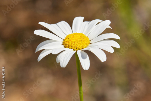 Close up of a beautiful daisy flower on brown background.
