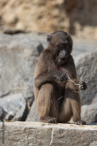 A little monkey of the Gelada family sits alone on a rock and grooms itself. He almost looks a bit thoughtful and sad.