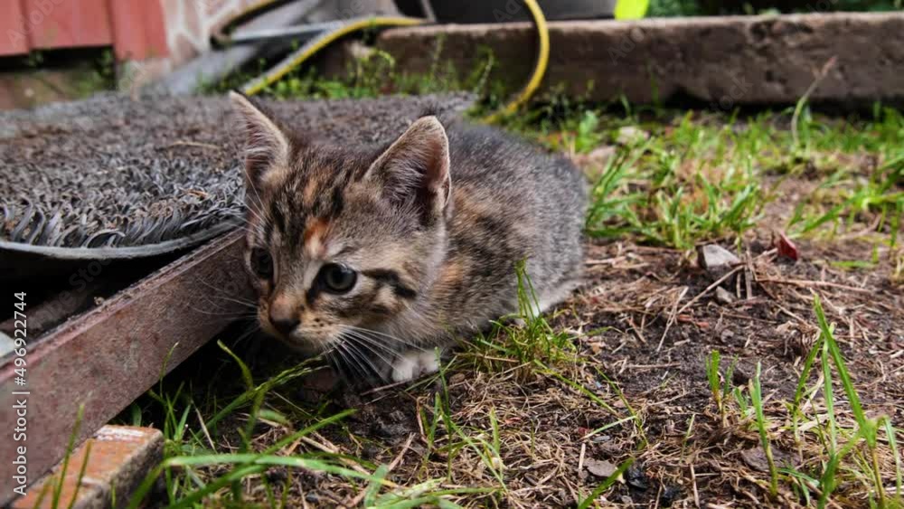 Cute kitten, playing alone outside. Stray or feral cat concept.  Grey kitten playing in the garden.